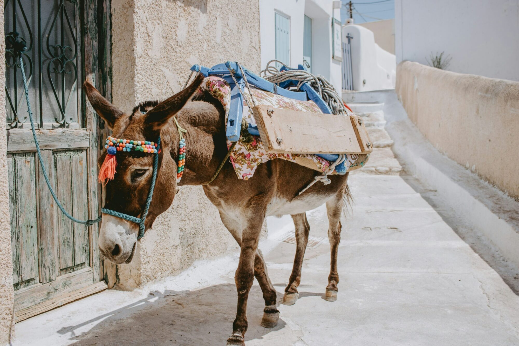 The donkey that represents being motivated by the carrot and stick.