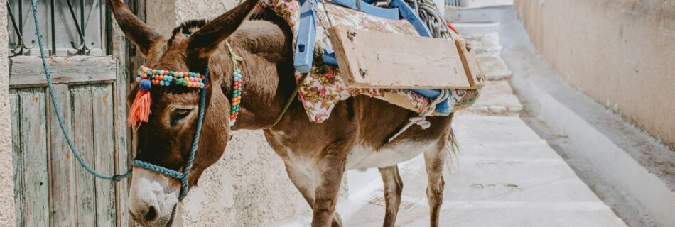 The donkey that represents being motivated by the carrot and stick.